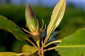 Việt Nam sở hữu loài cây kỳ nhất thế giới: Sinh con như động vật