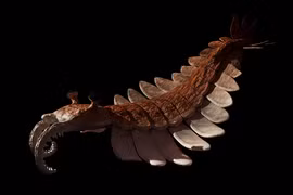 3 quái vật khủng khiếp nhất đại dương cổ đại: Megalodon chưa là gì! 