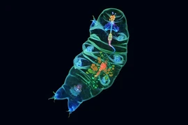 Kinh ngạc sinh vật bất tử, không sợ bất kỳ thử thách nào