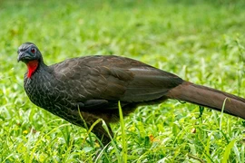 Tròn mắt kinh ngạc loài chim tạo ra “đặc sản” đắt nhất thế giới