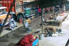 Chó bị báo hoa mai cắn cổ tha đi, chủ sốc đến đờ người