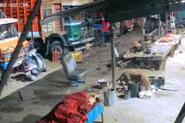 Chó bị báo hoa mai cắn cổ tha đi, chủ sốc đến đờ người