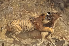 Video: Chúa sơn lâm săn nai với “vận tốc ánh sáng”