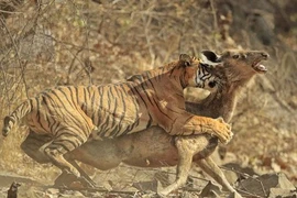 Video: Chúa sơn lâm săn nai với “vận tốc ánh sáng”