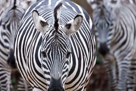 Top động vật sở hữu lớp da “độc nhất vô nhị” trên thế giới