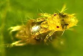 Giật mình nhện đực táo bạo lột da nhện cái trước khi "giao hoan" 