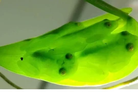 Tiết lộ thú vị về sinh vật sở hữu siêu năng lực độc nhất vô nhị