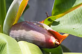 Loại hoa dân dã ăn ngon, ổn định đường huyết, tốt cho hệ tiêu hóa