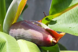 Loại hoa dân dã ăn ngon, ổn định đường huyết, tốt cho hệ tiêu hóa