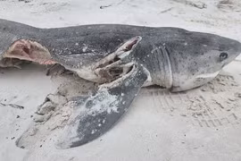 Diện kiến sát thủ gây ra cái chết hãi hùng của “hung thần đại dương"