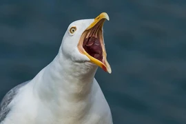 Top động vật nóng tính như Trương Phi, chớ dại chọc tức 