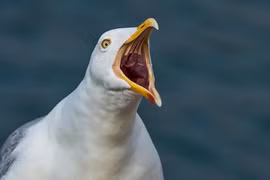 Top động vật nóng tính như Trương Phi, chớ dại chọc tức 