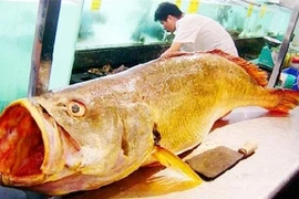 Loài cá đắt đỏ nhất Việt Nam: Cả thế giới thi nhau săn lùng! 
