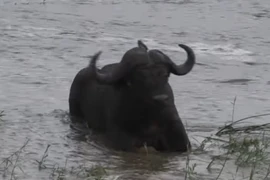 Ngủ say quá, cặp trâu rừng suýt bị nước lũ cuốn trôi theo dòng nước