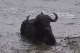 Ngủ say quá, cặp trâu rừng suýt bị nước lũ cuốn trôi theo dòng nước