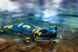 Kỳ lạ loài động vật dùng năng lượng Mặt Trời để làm thức ăn