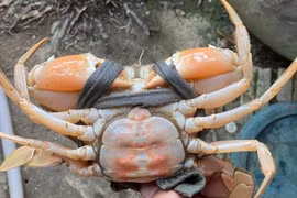 Cua biển còn sống có màu cam "độc lạ"