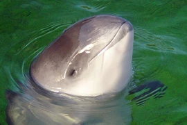 11 điểm tương đồng đáng kinh ngạc giữa con người và động vật 