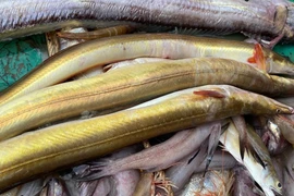 Sửng sốt 2 loài cá độc nhất Việt Nam: “Báu vật” tỷ đồng trong bụng! 