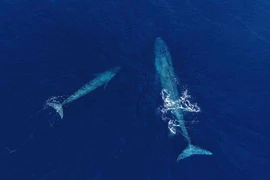 Top quái vật “siêu khủng” từng sống trên Trái Đất