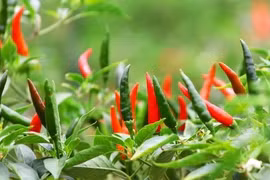 Công dụng tuyệt vời của lá ớt đối với sức khỏe nhiều người không biết