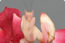 “Đổ gục” trước những loài động vật sặc sỡ - hút mắt nhất hành tinh