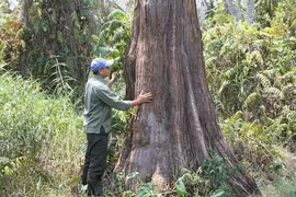 Cây báu vật của VN: Loài trong Sách Đỏ, có tiền chưa chắc mua được! 