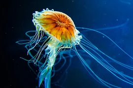 Top động vật cổ xưa nhất Trái Đất vẫn tồn tại: Việt Nam có 1 loài!