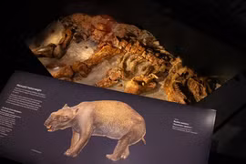 Phát hiện kinh dị: Hài cốt “quái thú có túi” nặng gần 3 tấn