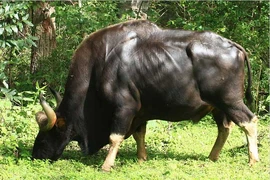 Sửng sốt loài bò tót khủng nhất thế giới xuất hiện ở Việt Nam