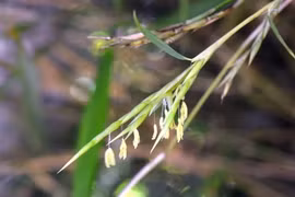 Kỳ lạ loài hoa “trăm năm nở một lần”, hiếm người được chiêm ngưỡng 