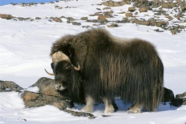 Mắt tròn mắt dẹt những bộ râu “bá đạo” nhất trong thế giới động vật