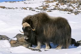 Mắt tròn mắt dẹt những bộ râu “bá đạo” nhất trong thế giới động vật