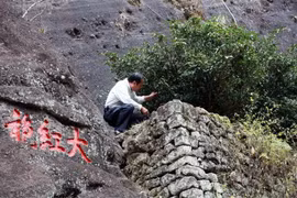 Cận cảnh loài cây “quốc bảo” của Trung Quốc