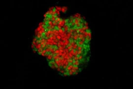 Phát hiện chấn động về “thế giới trong lòng đất”: Khác xa với tưởng tượng! 