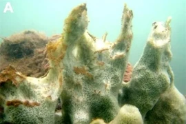 Tò mò sinh vật bí ẩn dưới đáy biển Việt Nam: Ngoại hình cực dị! 