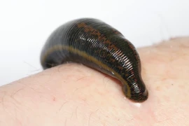 Kinh ngạc những loài vật sở hữu bộ não “không bình thường” 