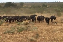 Trâu rừng ‘kéo quân’ đuổi đánh sư tử, giải cứu đồng loại