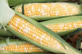 4 người này nên cố gắng ăn ngô ít nhất có thể 