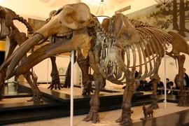 Giật mình quái thú “mặt quỷ” từng lang thang 6 triệu năm trước