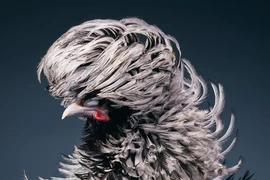 10 loài chim sở hữu vẻ đẹp siêu thực quý hiếm nhất hành tinh