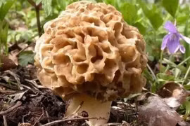 “San hô” mọc trên đất, bán 1kg thu vài triệu liền tay