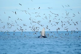 Soi cặp cá voi cực quý hiếm săn mồi ở biển Đề Gi 