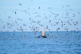 Soi cặp cá voi cực quý hiếm săn mồi ở biển Đề Gi 