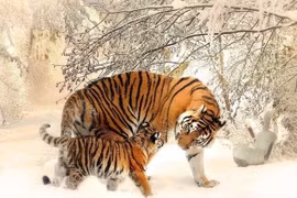 4 con giáp tuổi trẻ long đong lận đận, càng già càng giàu hiếm có