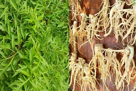 Vì sao đinh lăng được ví như 'nhân sâm của người nghèo'?