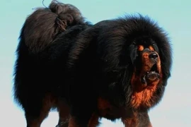 Soi loài chó “chúa tể thảo nguyên”, giá cực chát 46 tỷ đồng 