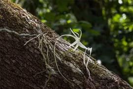 Loài hoa quý hiếm nhất thế giới: Chỉ nở vào đêm, tên cực ma mị