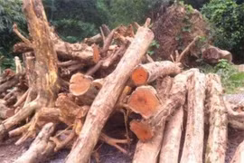 Loại gỗ hoàng đế “ngang ngửa” Kim tơ nam mộc: Dễ nhầm là củi!
