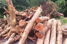 Loại gỗ hoàng đế “ngang ngửa” Kim tơ nam mộc: Dễ nhầm là củi!
